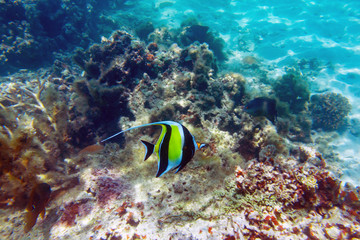 Fototapeta na wymiar Moorish idol (Zanclus cornutus) on the colorful coral reef near tropical Mauritius island