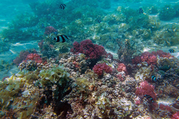 Fototapeta na wymiar Colorful coral reef near tropical Mauritius island