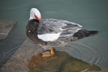 Canard de barbarie