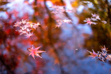 水面と紅葉　秋イメージ