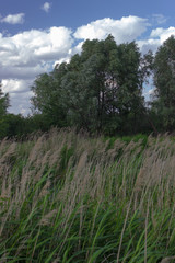  Beautiful green trees and grass against the magnificent sky.