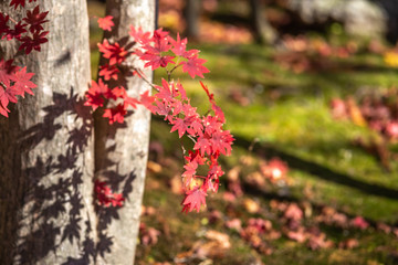 紅葉　秋イメージ