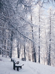 Bancs dans la forêt des Alpes françaises