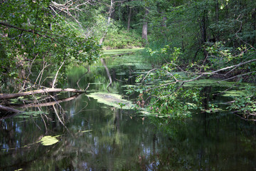  Beautiful, gorgeous, calm river flows in the forest.