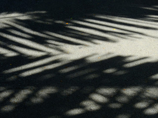 palm leaf shadow on asphalt road