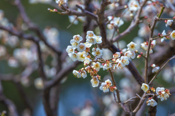 梅の花