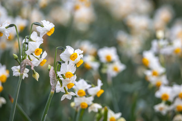 水仙の花