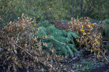  Fallen trees with bare roots lie on the ground.