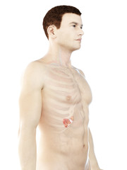 Naklejka premium 3d rendered medically accurate illustration of a mans pancreas