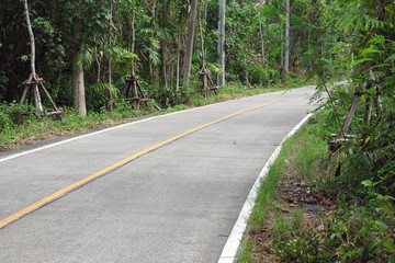 road and tree in Thailand