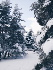 Paysage avec des sapins enneig&eacute;s dans les Alpes fran&ccedil;aises