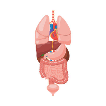 Anatomy of human internal organs