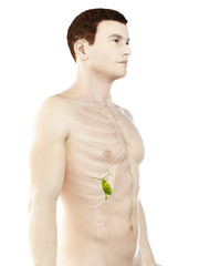 Naklejka premium 3d rendered medically accurate illustration of a mans gallbladder