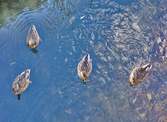 wild ducks on blue water