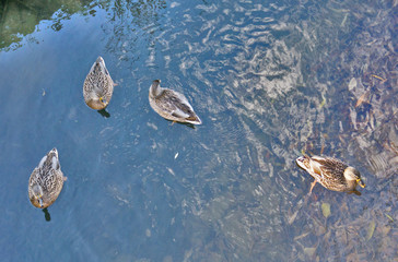 wild ducks on blue water
