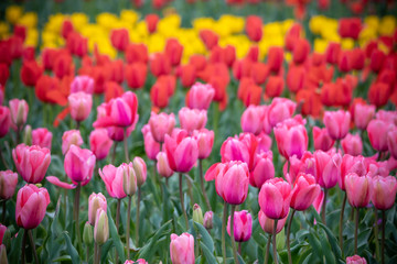 チューリップ畑