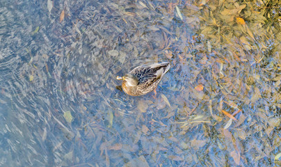 wild ducks on blue water