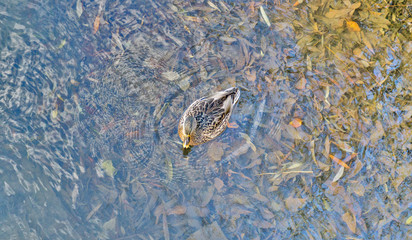 wild ducks on blue water