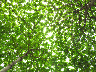 Fototapeta na wymiar leaf tree with sunlight in forest