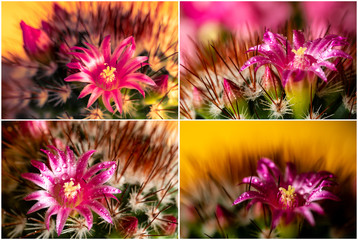 Variationen Kaktus Blüte Bokeh Frühling