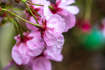 桜の花