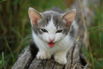 gatto domestico piccolo che miagola