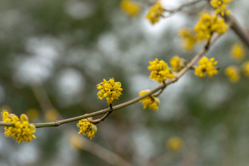 Lyric twig with yellow flowers on grey blurred with bokeh background. Soft selective macro focus cornelian cherry blossom (Cornus mas, European cornel, dogwood) in early spring