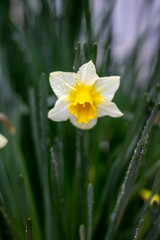 水仙の花