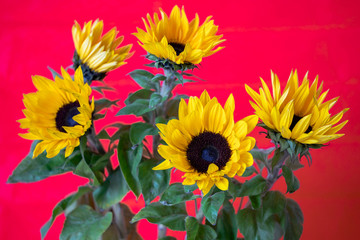 Fototapeta na wymiar bouquet of sunflowers