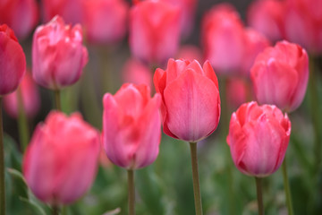 チューリップの花