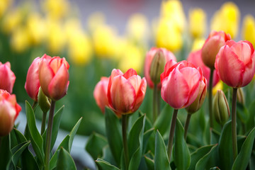 チューリップの花