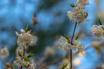 Lot of blooming winter honeysuckle Lonicera fragrantissima (standishii), or January jasmine,...