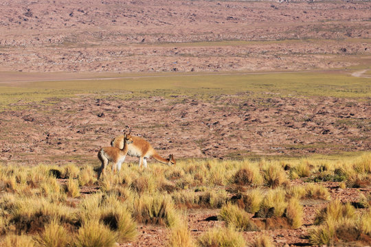 Alpacas in Atacama Chile