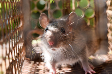 Rat in cage mousetrap   removal of rodents that cause dirt and may be carriers of disease, Mice try to find freedom