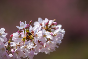 桜の花
