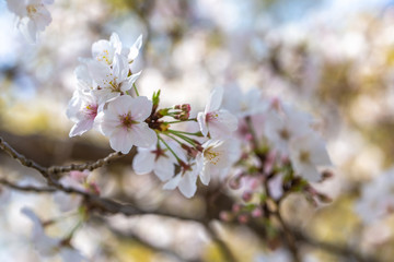 桜の花