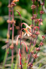 Small Red Orange Flowers Close-Up at Te Whanganui-A-Hei (Cathedral Cove) Marine Reserve in New Zealand