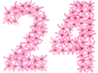 Fototapeta na wymiar Numeral 24, twenty four, from natural flowers of hyacinth, isolated on white background