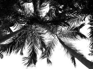 beautiful palm leaf on white background