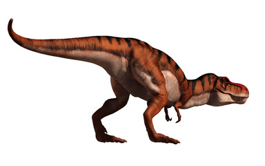 A tyrannosaurus rex looks ready to chase after his prey.  This carnivorous dinosaur has been given a tiger stripe coloration. On a white background. 3D Rendering.