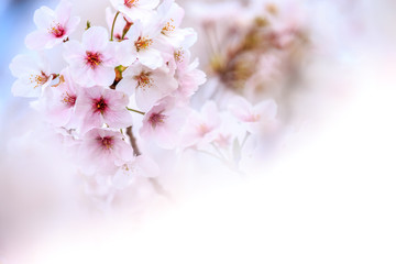 Obraz premium 桜の花