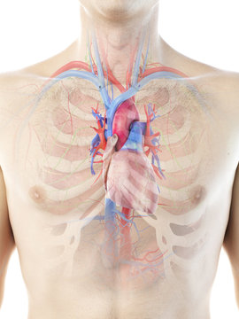 3d rendered medically accurate illustration of a mans vascular system