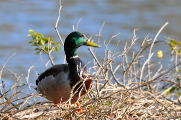 canard