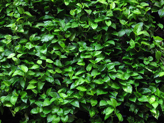 green plant wall in garden