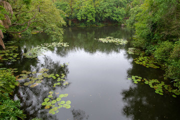 Water lilies in a pond with an exotic environment