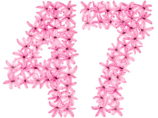 Numeral 47, forty seven, from natural flowers of hyacinth, isolated on white background