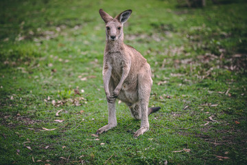Naklejka na ściany i meble young kangaroo