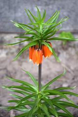 Red Crown Imperial‎, Amazing orange flower bell. Crown Imperial (Fritillaria imperialis) in...