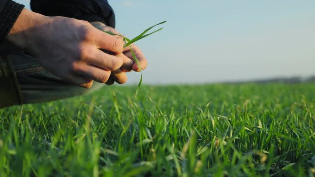 Male farmer checks spring wheat leaves on the field