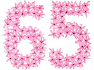 Numeral 65, sixty five, from natural flowers of hyacinth, isolated on white background